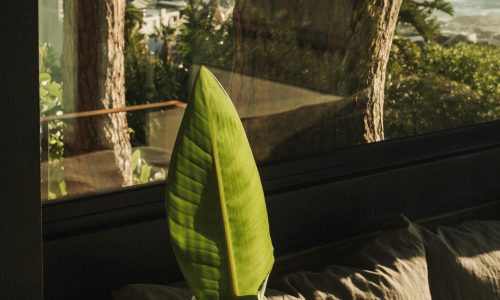 lions-rock-2025-anna-fichtner_DSF1357